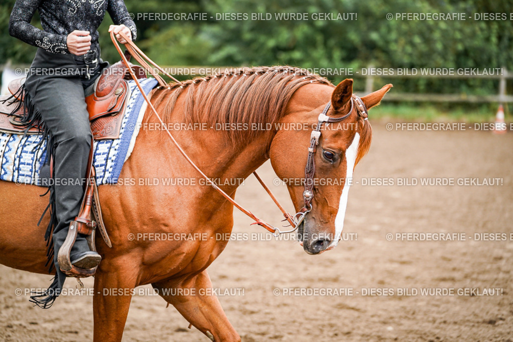 DSC02389 | Pferdegrafie