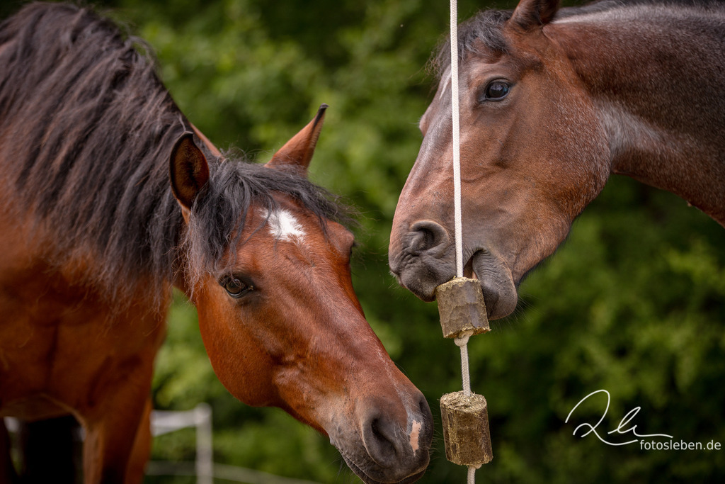 846A2669 | fotosleben - Realisiert mit Pictrs.com