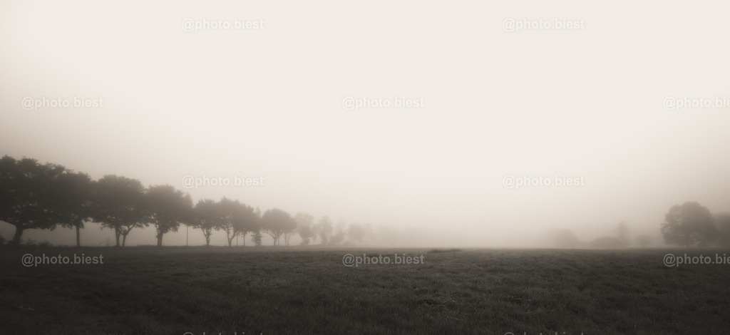 Die Nebelallee | Ein vernebelter Herbstmorgen. - Realisiert mit Pictrs.com