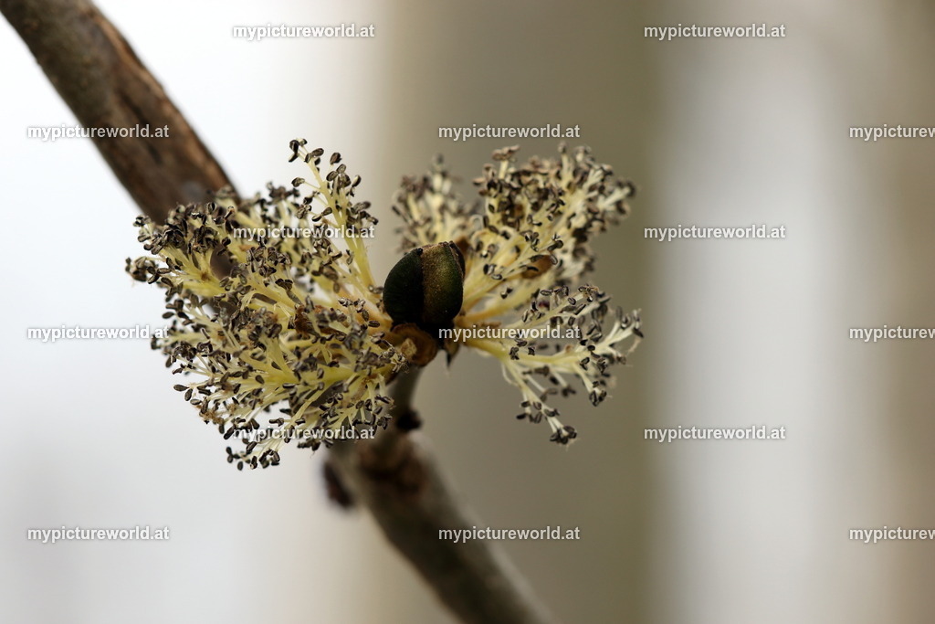 Gemeine Esche-005 | Das Bilderarchiv über Tiere, Planzen und Landschaften. In der Bilddatenbank finden Sie ein große Auswahl an hochwertigen Bilder für Ihre Werbung - Realisiert mit Pictrs.com