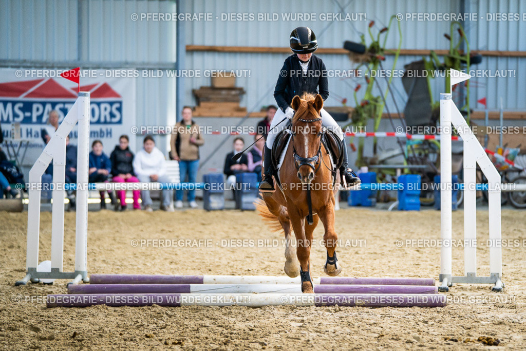 DSC01931 | Pferdegrafie