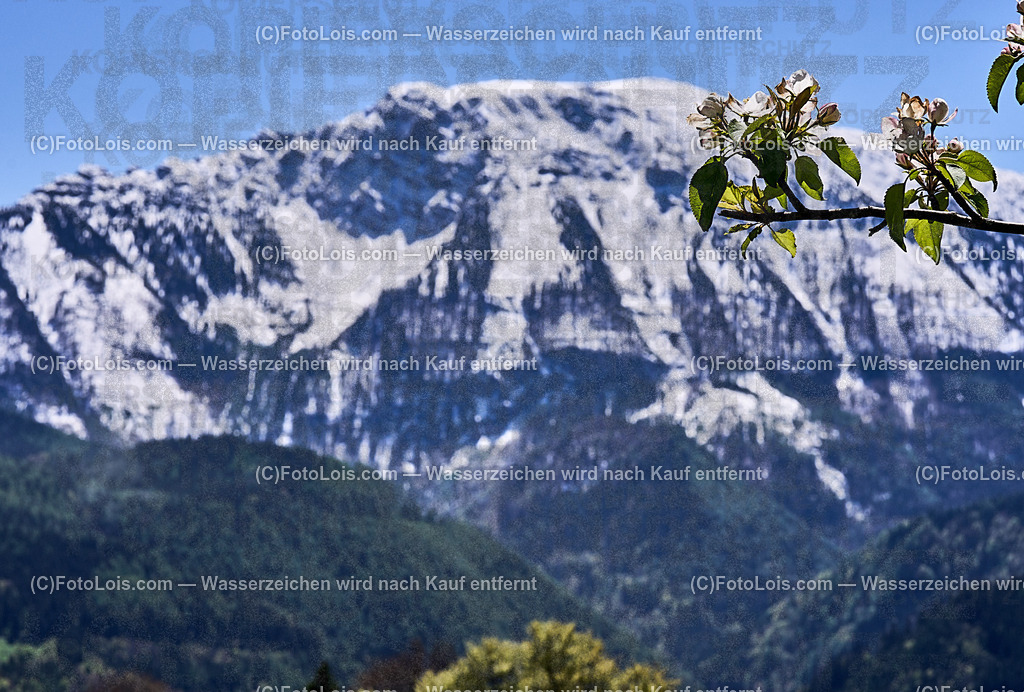ALP4608_Hochbaerneck_Baumbluete-weisser Oetscher | (C)FotoLois.com, Alois Spandl. Weißer ÖTSCHER im Frühling, Blühender Obstbaum am Hochbärneck mit Ötscher, Sa 27. April 2024.