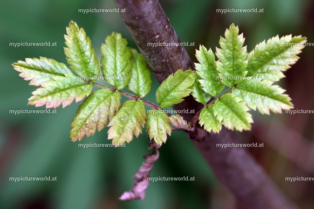 Vogelbeere-001 | Blattaustrieb - Realisiert mit Pictrs.com