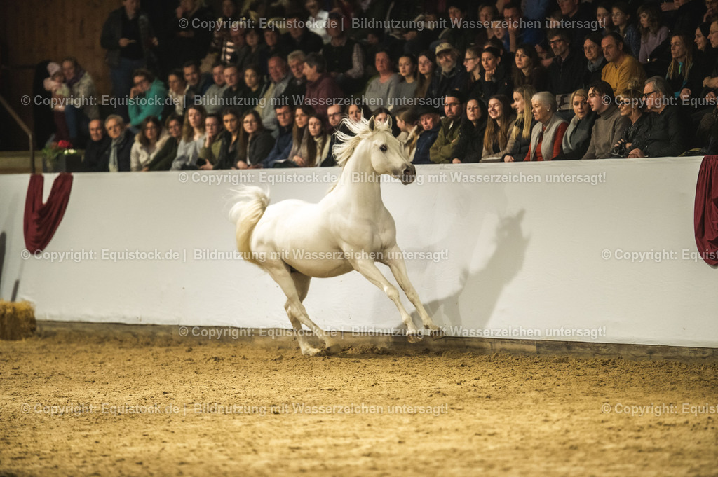20240302_Hengstvorstellung_Marbach_TOMsPiC_1162 | equistock