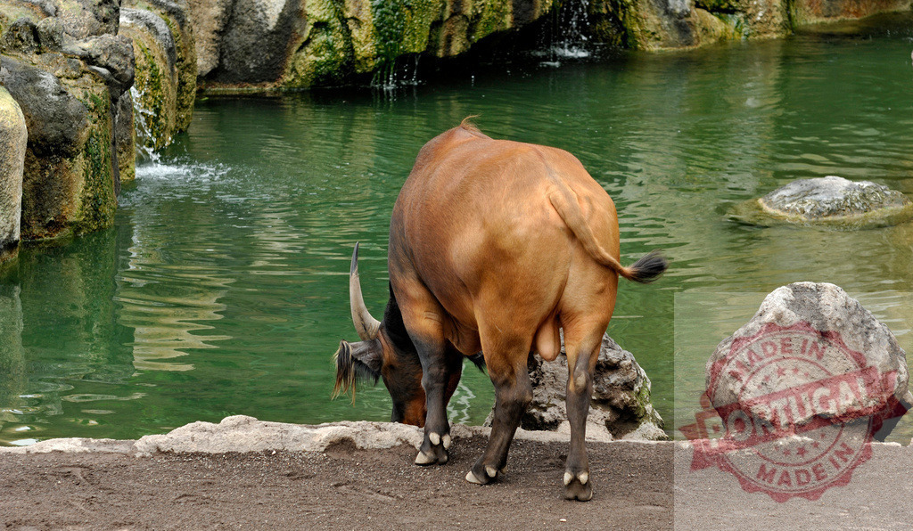 Banteng drinking water from pond in natural habitat | Banteng drinking water from a pond with cliffs and stones on a sunny day - Realized with Pictrs.com