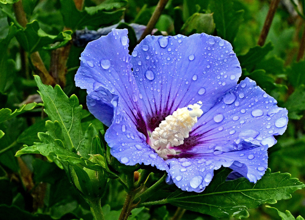 Hibiskus01-260818 | greenwatching-with-luci - Realisiert mit Pictrs.com