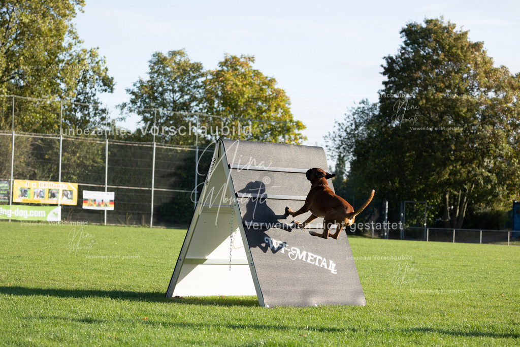 _16A6249 | Einzigartige Fotos von Hunden & Menschen –Actionfotos, Portraits, Vereinsaufnahmen & Paarshootings – authentisch, lebendig & mit Herz.