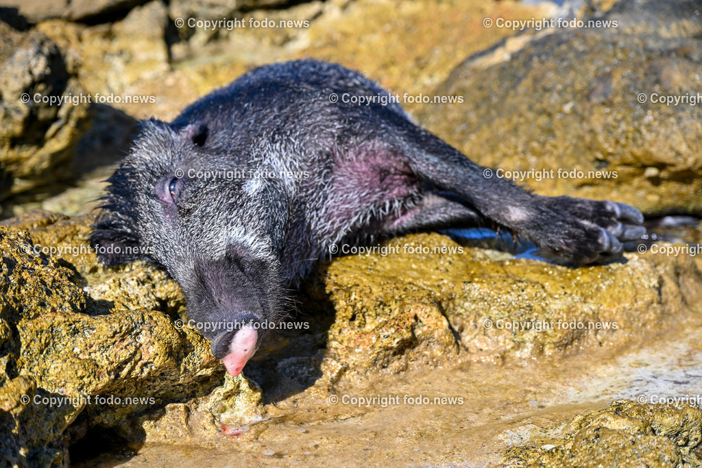 Kroatien_ Milna_ Strand_ 28.07.2025-10 | 28.07.2025, Kroatien, HRV, Brac, Insel in Dalmatien, Milna im Bild Strand, Wildschwein, Kadaver, Meer, Adria, Gezeitenein vom Meer angespuelter Wildschweinkadaver liegt am Strand direkt vor der Splitska vrata bei einem Privathaus seit Tagen in der Sonne und stinkt schon. Keine Behoerde sieht sich zustaendig das Tier zu entfernen. 