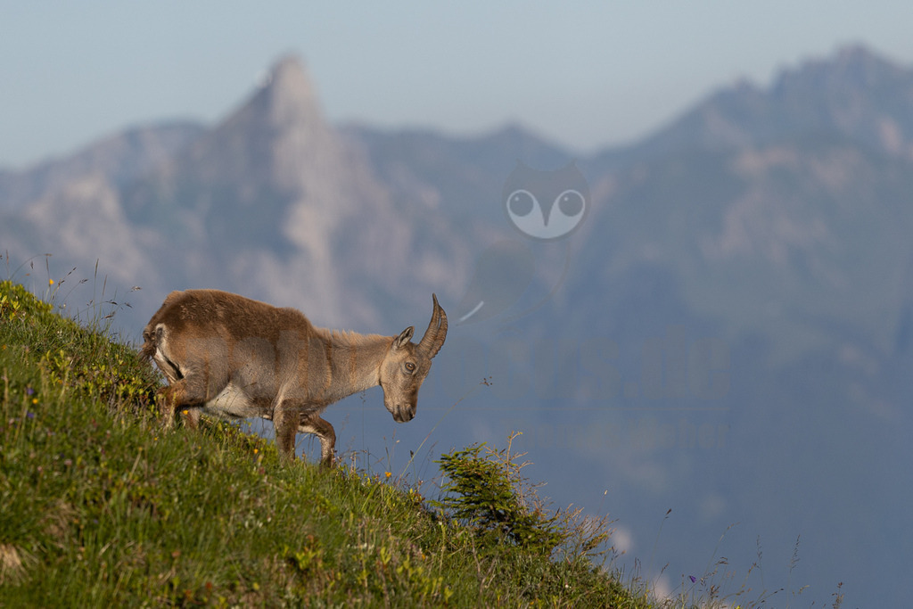 _5NF5660_20250710-2 | Das Bild zeigt einen Steinbock, der auf einem grasbewachsenen Hang steht. Er blickt nach unten, vermutlich auf der Suche nach Nahrung. Der Hintergrund besteht aus einem verschwommenen Panorama von Bergen, die in verschiedenen Blautönen dargestellt sind. Das Tier scheint in seiner natürlichen Umgebung zu sein und genießt die Aussicht. Die Komposition des Bildes lenkt die Aufmerksamkeit auf den Steinbock und seine Interaktion mit der Landschaft. - Realisiert mit Pictrs.com