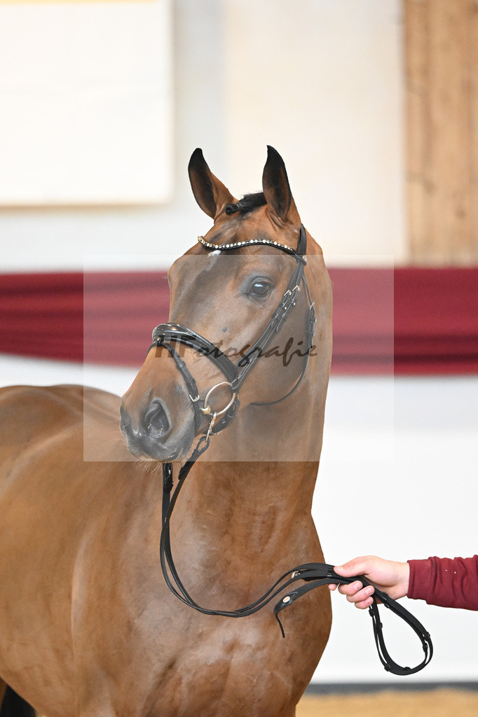 Kat-Nr. 3 v. Baron_Brors_66221570 | hf-fotografie - Realisiert mit Pictrs.com