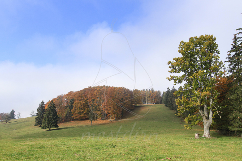 Herbst auf der Kappler Alm | Bei Veröffentlichung des Bildes ist eine Namensnennung wie folgt erforderlich: 
Foto: Mostdirn Irmgard Wieser - Realisiert mit Pictrs.com