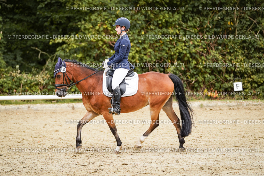 DSC00303 | Pferdegrafie