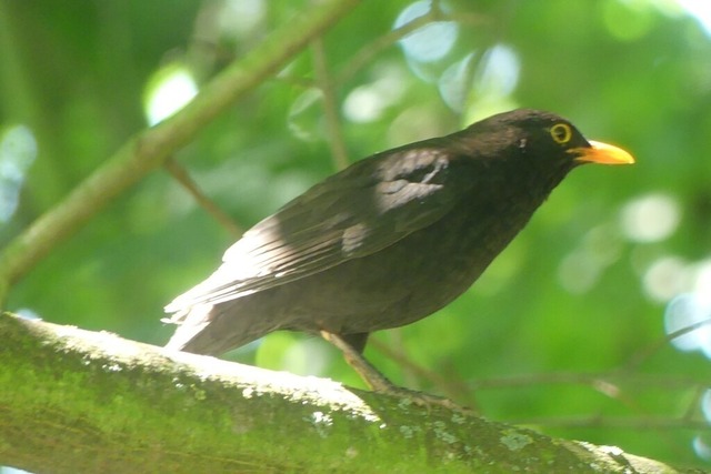 Amsel auf Ast (4) | Verkauf von Fotos und  Videoclips zumThema Natur.Motive sind Pflanzen, Tiere, Landschaftenund Wetter - Realisiert mit Pictrs.com