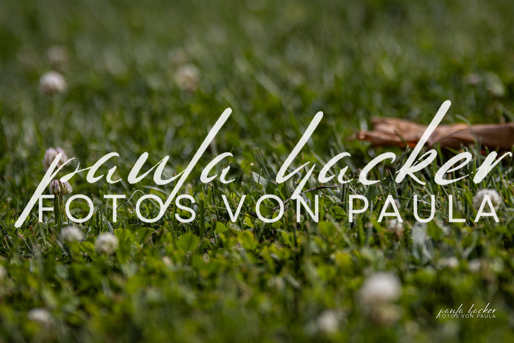 IMG_7585 | Erleben Sie dynamische Sport- und emotionale Tierfotografie in Süddeutschland mit Fotos von Paula. Spezialisiert auf Pferde- und Hundefotografie sowie Sportevents. Kontaktieren Sie mich für einzigartige und ausdrucksstarke Bilder Ihrer besonderen Momente.