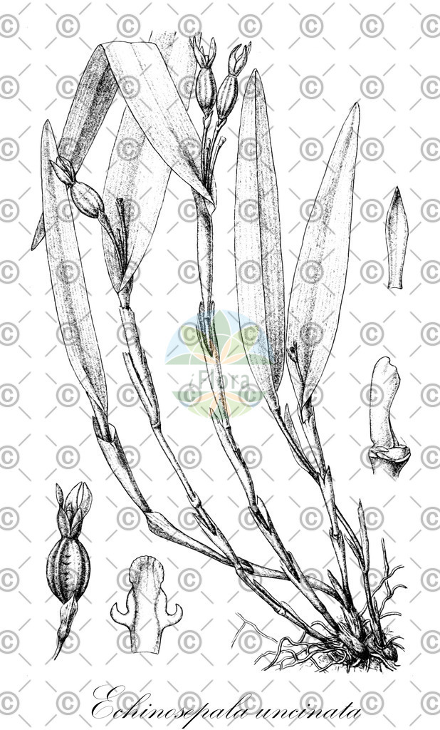 HistAbb_49N4_1_ENZY_Simple | Historische Abbildung von Echinosepala uncinata - Orchidaceae | Historical Illustration of Echinosepala uncinata - Orchidaceae
