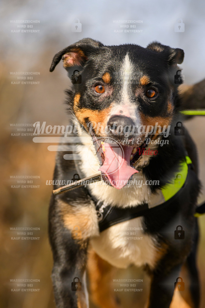 MompixPhotography_6ReiatRennen2026_SA_HappyDog-173 | PayLife