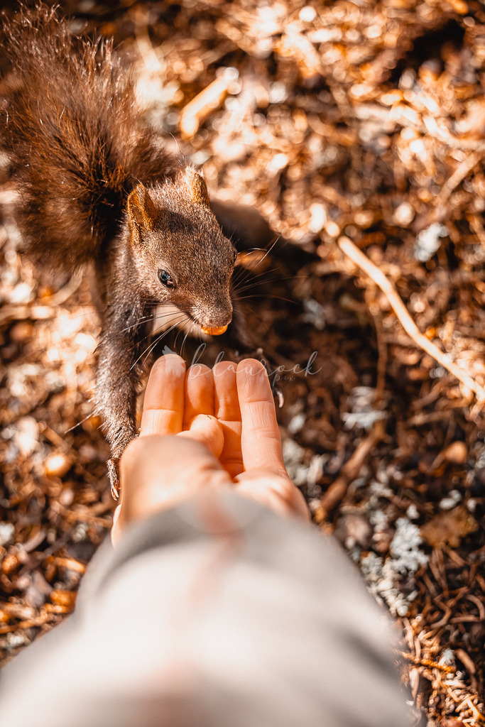 _01A5543 | Sportbilder, Sportfotograf, Hochzeits- und Eventfotografin, Flugshows, Portraits und Tiershooting, Aviation, Downhill, Nationalleague, Swissleague, International