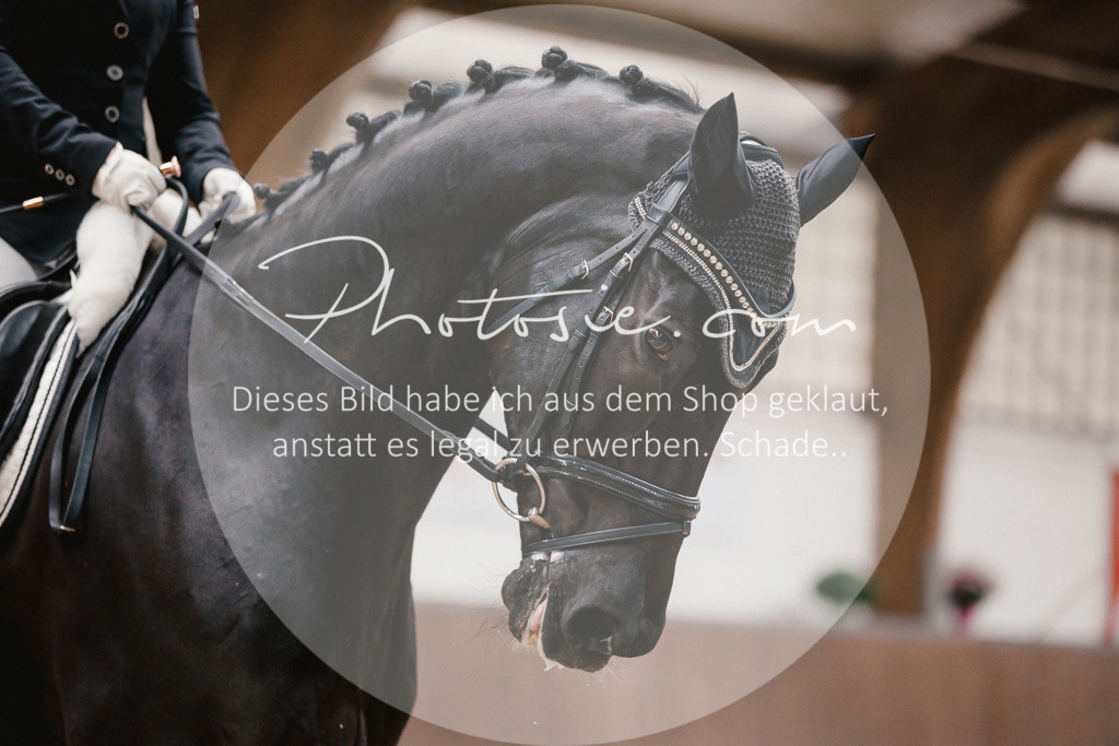 3I6A6315 | Stimmungsvolle Portraits und Reitsportfotografie im Ruhrgebiet und im Münsterland.

Pferdefotografie, Hundefotografie, Tierfotografie, Reportagen, Portraits von Tier und Mensch, Turnierfotografie in Bochum, Recklinghausen, Marl, Haltern am See, Dülmen.. - Realisiert mit Pictrs.com