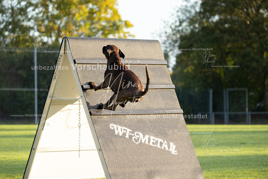 _16A5964 | Einzigartige Fotos von Hunden & Menschen –Actionfotos, Portraits, Vereinsaufnahmen & Paarshootings – authentisch, lebendig & mit Herz.