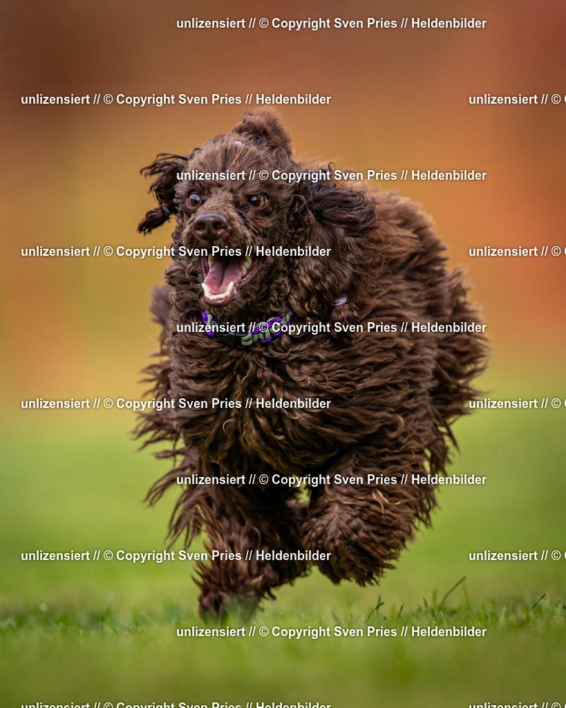 Sven Pries | 2024-09-22 - Hunderennen Baden-BadenPudelverein - Realisiert mit Pictrs.com