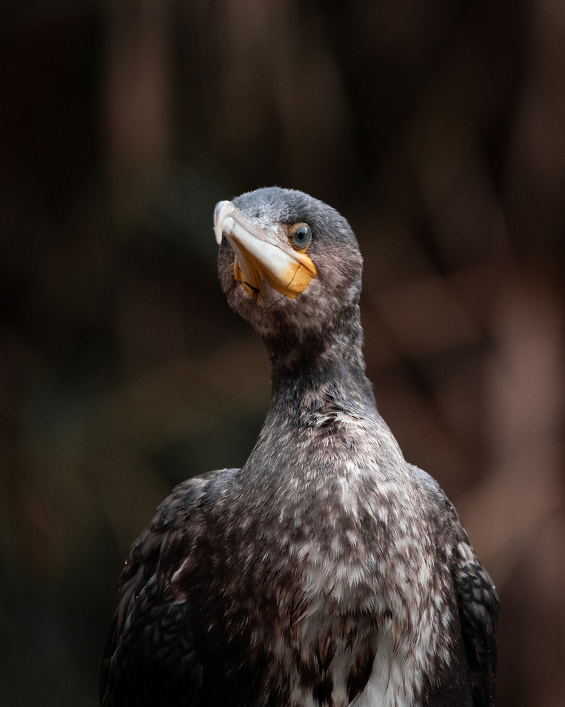 DSC_0899 | Ich bin Fotograf aus Neuburg an der Donau und spezialisiere mich auf Wildlife-Fotografie, Landschaftsaufnahmen und Portraits.Ob Hochzeit, Familienbilder oder Naturaufnahmen – ich fange echte Momente ein, die bleiben. 
