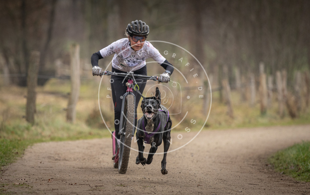 Pfotenfotografie_DV3A2305 | Hundefotografie, Tierfotograf, Pfotenfotografie, Fotoshooting Hund, Hunde Portrait, Hundesport, Hundeportraits, Heideshooting, Hunde, Sportfotograf, Hundefotograf, Turnierhundsport, THS,  - Realisiert mit Pictrs.com