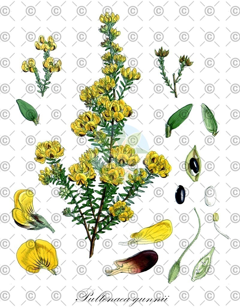 HistAbb_7PX39_2_ENZY_Simple | Historische Abbildung von Pultenaea gunnii - Fabaceae | Historical Illustration of Pultenaea gunnii - Fabaceae