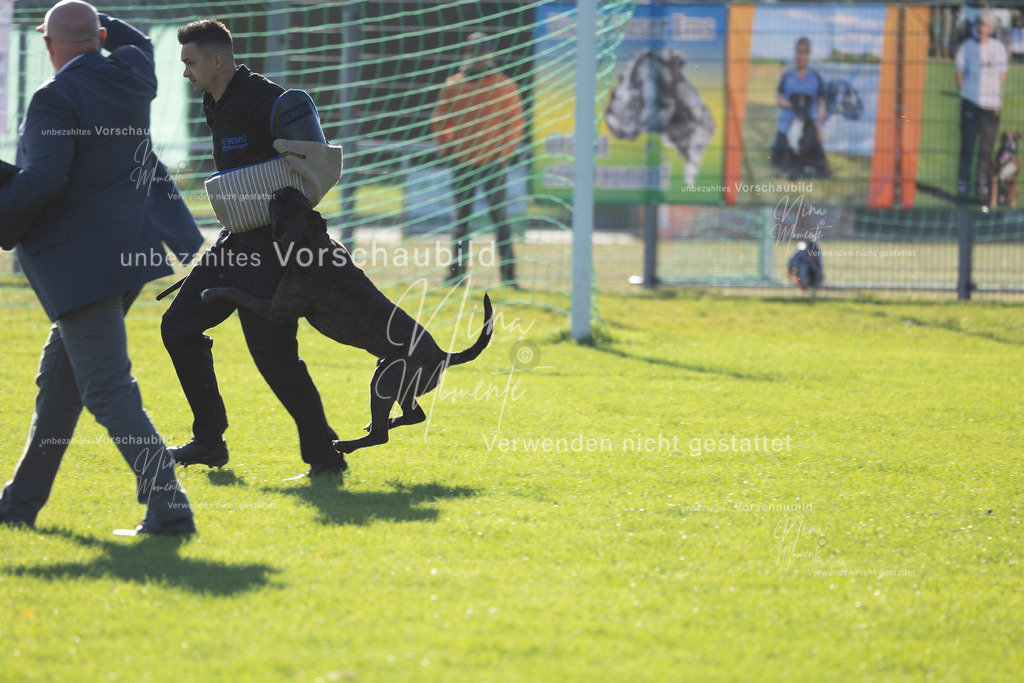 _16A4890 | Einzigartige Fotos von Hunden & Menschen –Actionfotos, Portraits, Vereinsaufnahmen & Paarshootings – authentisch, lebendig & mit Herz.