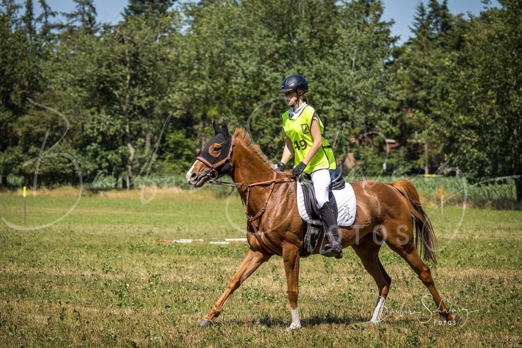 CJP_2026-06-26_66 | Stimmungsvolle Fotografie von Pferden, fotografische Begleitung von Veranstaltungen, Golfturnieren und Distanzritten - Realisiert mit Pictrs.com