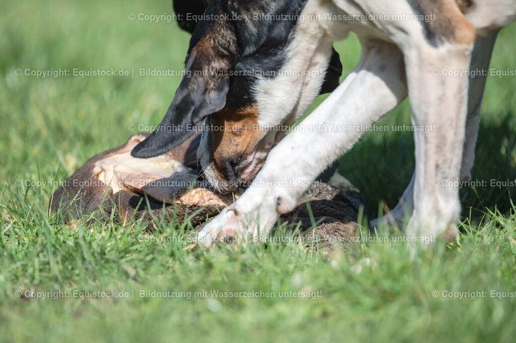 20251011_Jagd-Marbach_0660 | Foto: Thomas Hartig