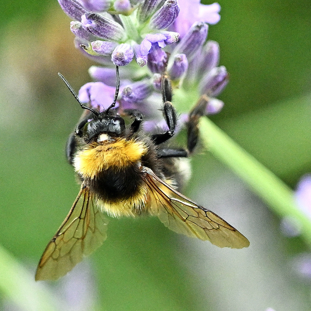 Gartenhummel02q | lucisnaturbilder - Realisiert mit Pictrs.com