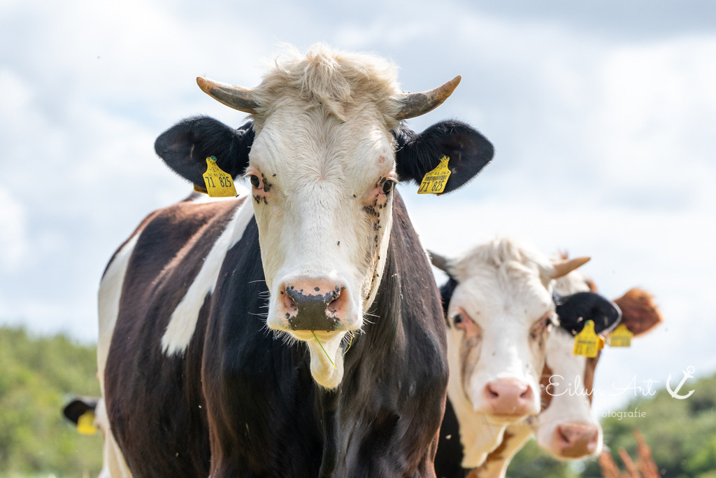EAF_8784 | Eilun-Art-Fotografie Levke Martens, ihre Fotografin für Immobilien- und Landschaftsfotografie auf Föhr, Föhrer Motive als Poster, Leinwand, hinter Acrylglas oder stelle dir deinen eigenen Monatskalender zusammen, mit nur einem Klick