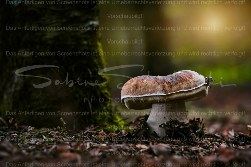 Wandbild Steinpilz | People- und Tierfotografie, Imageaufnahmen, Veranstaltungsfotografie und Wandbilder aus der Natur ★ Made in Germany ✔️ Druck + Downloads ✔️ Naturfotografie in Top Qualität ★ schneller Versand, weltweite Lieferung! - Realisiert mit Pictrs.com