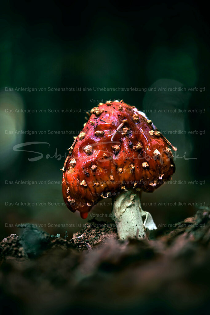 Wandbild Fliegenpilz | People- und Tierfotografie, Imageaufnahmen, Veranstaltungsfotografie und Wandbilder aus der Natur ★ Made in Germany ✔️ Druck + Downloads ✔️ Naturfotografie in Top Qualität ★ schneller Versand, weltweite Lieferung! - Realisiert mit Pictrs.com