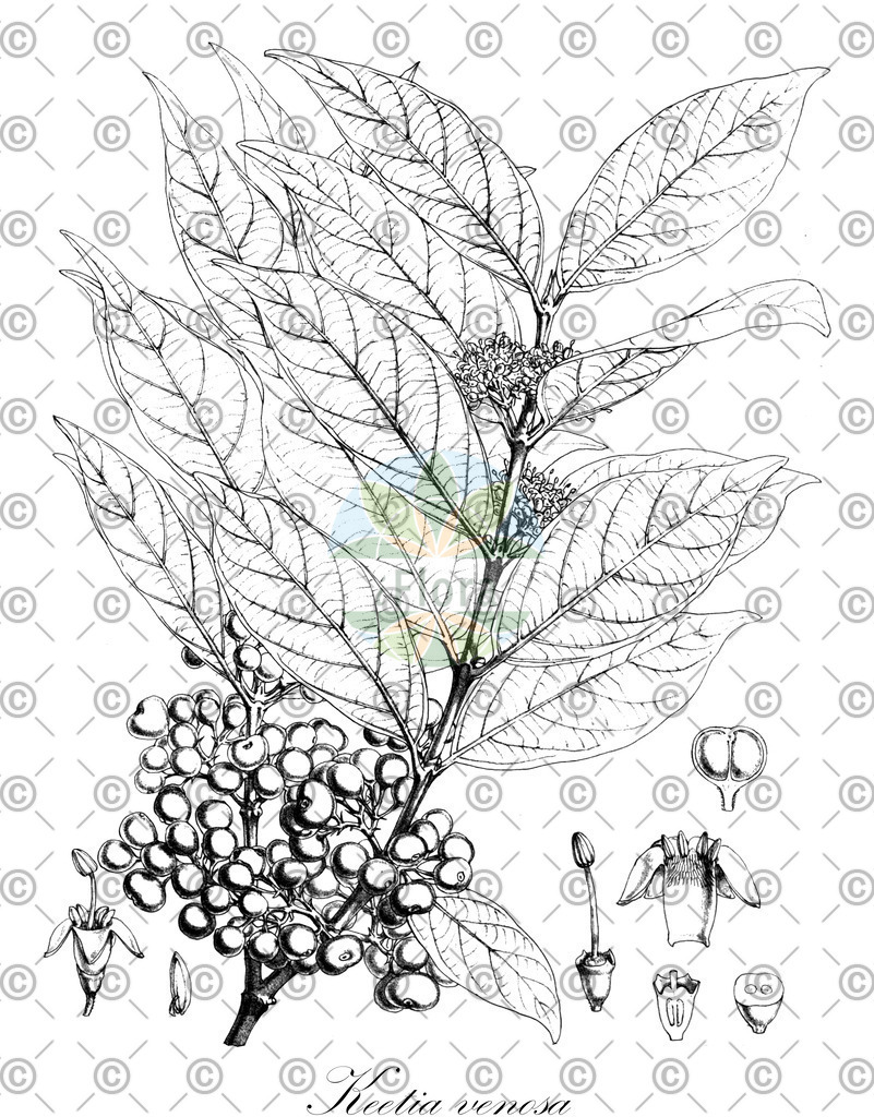 HistAbb_wfo-0000220822_1_ENZY_Simple | Historische Abbildung von Keetia venosa - Rubiaceae | Historical Illustration of Keetia venosa - Rubiaceae