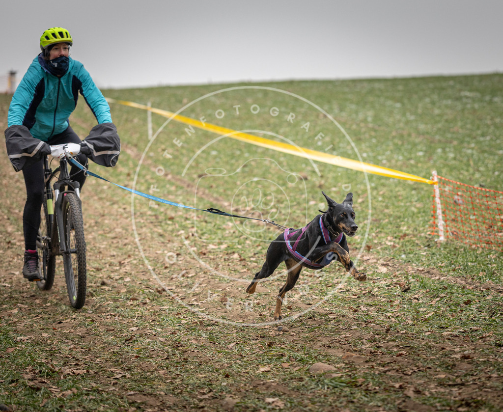 Pfotenfotografie_DV3A2515 | Hundefotografie, Tierfotograf, Pfotenfotografie, Fotoshooting Hund, Hunde Portrait, Hundesport, Hundeportraits, Heideshooting, Hunde, Sportfotograf, Hundefotograf, Turnierhundsport, THS,  - Realisiert mit Pictrs.com