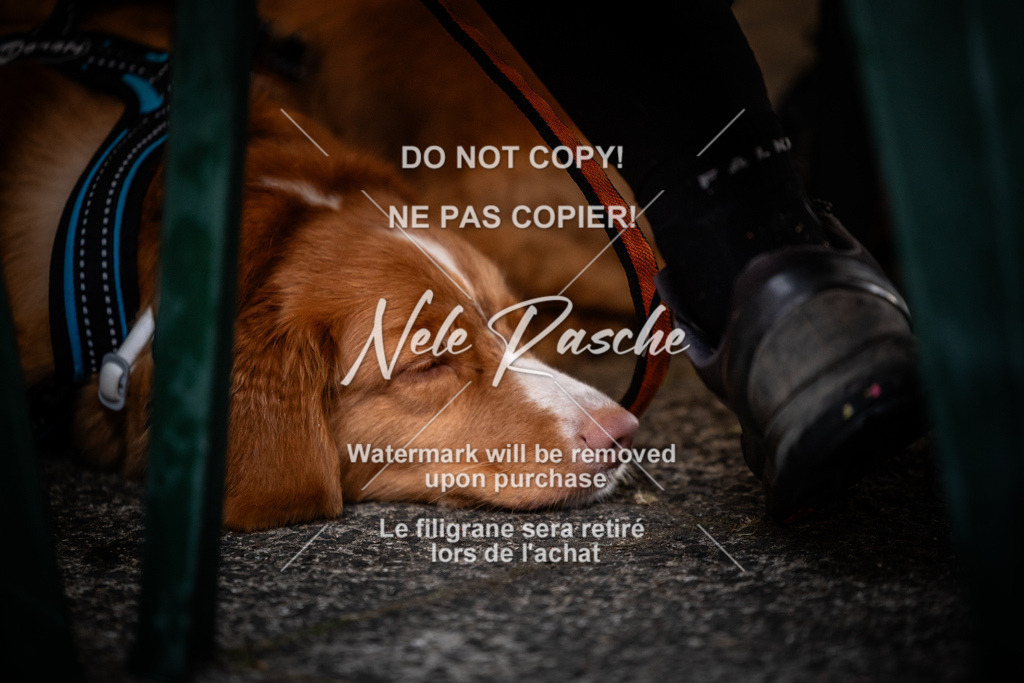 nelerasche_SaAbends_492 | nelerasche