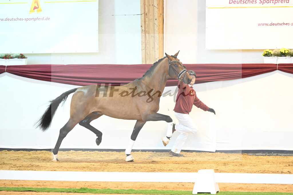 Kat-Nr. 64 v. Vitalis_Bock_66222153 | hf-fotografie - Realisiert mit Pictrs.com