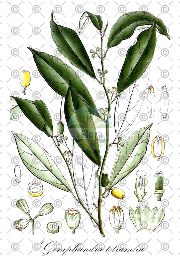 HistAbb_wfo-0000974252_1_ENZY_Simple | Historische Abbildung von Gomphandra tetrandra - Stemonuraceae | Historical Illustration of Gomphandra tetrandra - Stemonuraceae