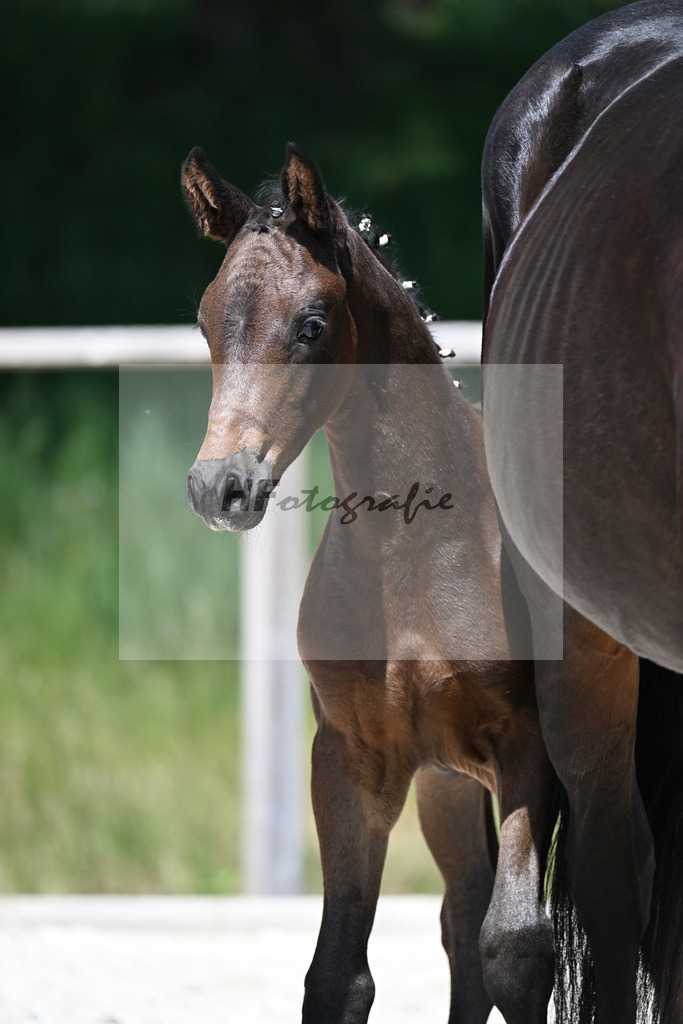 Feliciano x Ray Ban_SF_Stadelmann_10250535 | hf-fotografie - Realizzato con Pictrs.com
