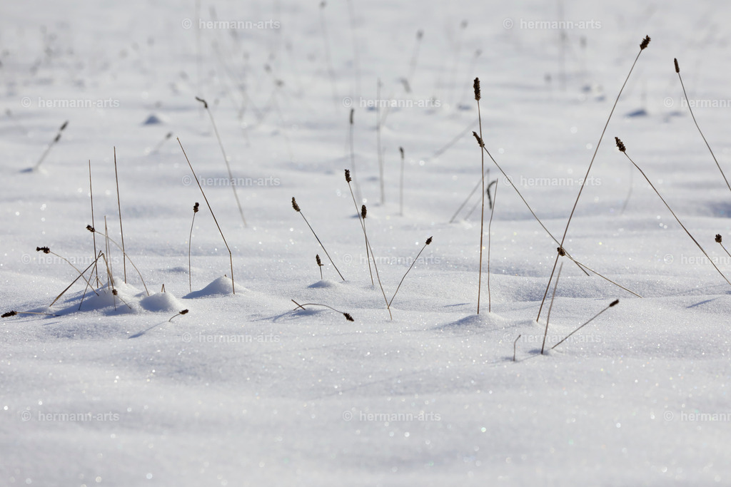 Nature-Arts-008 | Photo Foto Kunst Art schwarzweiss Bilder Rheine Münster Berlin Blumen 