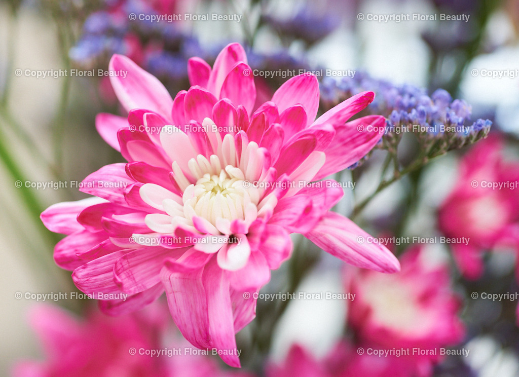 Pinker Strauß am Fenster | pinke und violette Blumen auf shabby Fensterbank - Realisiert mit Pictrs.com