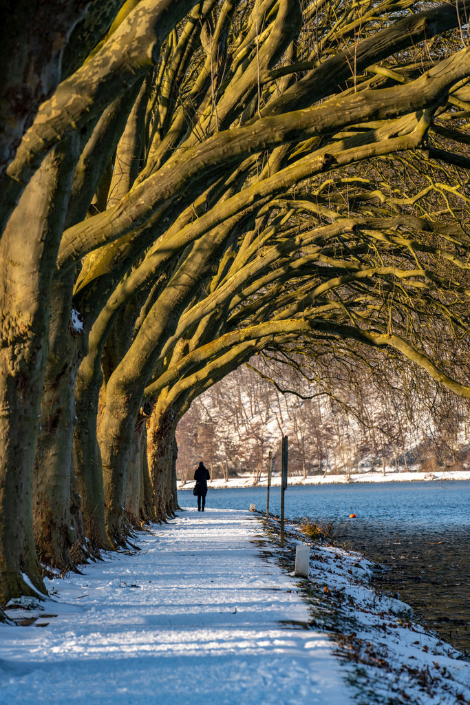 JT-210209 | Winter, verschneite Landschaft, Winterspaziergang am Baldeneysee, Platanen Allee, Uferweg, am Haus Scheppen,  Essen, NRW, Deutschland - Realisiert mit Pictrs.com