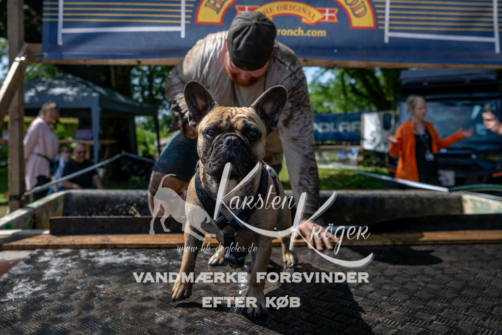 1213_ZZ90589 | kk-dogfotos