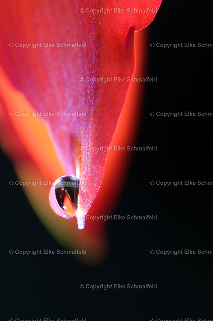 Bluetenreise-Rot-19 | Elke Schmalfeld - Realisiert mit Pictrs.com