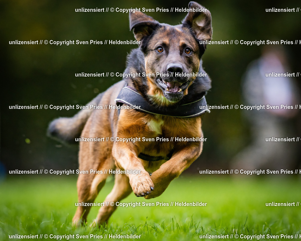 Sven Pries | 2024-10-19 - Hunderennen Ober-Grombach - Realisiert mit Pictrs.com