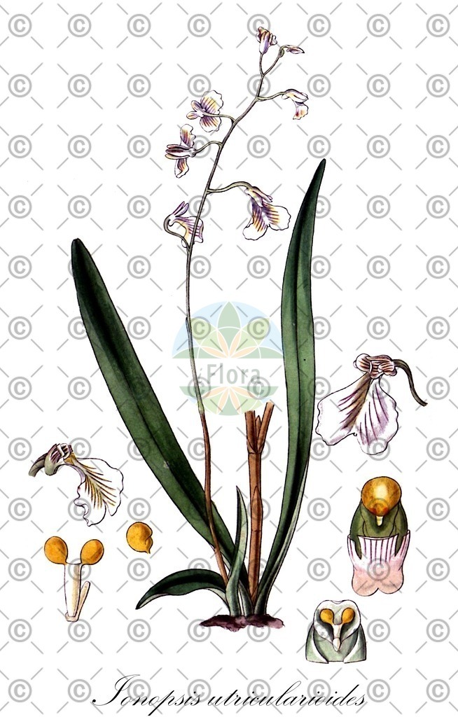 HistAbb_EMP_27361_1_SIMPLE | Historische Abbildung von Ionopsis utricularioides - Orchidaceae | Historical Illustration of Ionopsis utricularioides - Orchidaceae