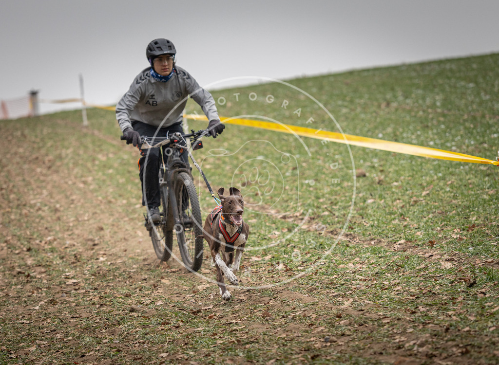 Pfotenfotografie_DV3A2479 | Hundefotografie, Tierfotograf, Pfotenfotografie, Fotoshooting Hund, Hunde Portrait, Hundesport, Hundeportraits, Heideshooting, Hunde, Sportfotograf, Hundefotograf, Turnierhundsport, THS,  - Realisiert mit Pictrs.com