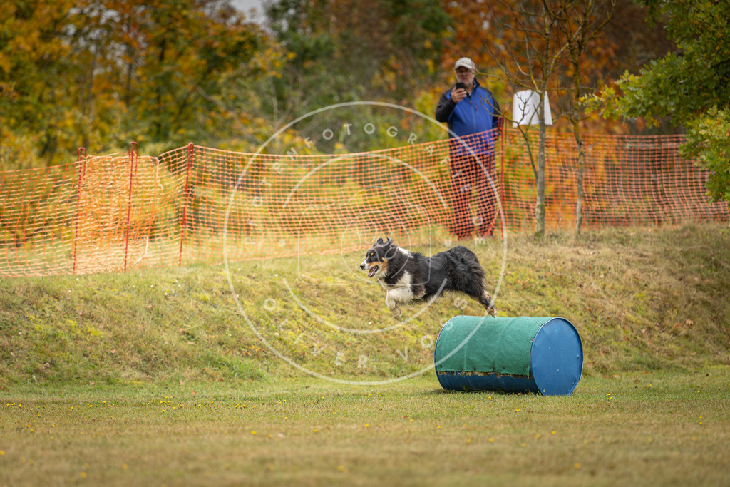 Pfotenfotografie_DV3A2583 | Hundefotografie, Tierfotograf, Pfotenfotografie, Fotoshooting Hund, Hunde Portrait, Hundesport, Hundeportraits, Heideshooting, Hunde, Sportfotograf, Hundefotograf, Turnierhundsport, THS,  - Realisiert mit Pictrs.com