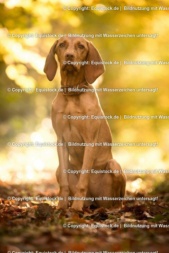 20171101_Hund_0024 | Foto: Thomas Hartig